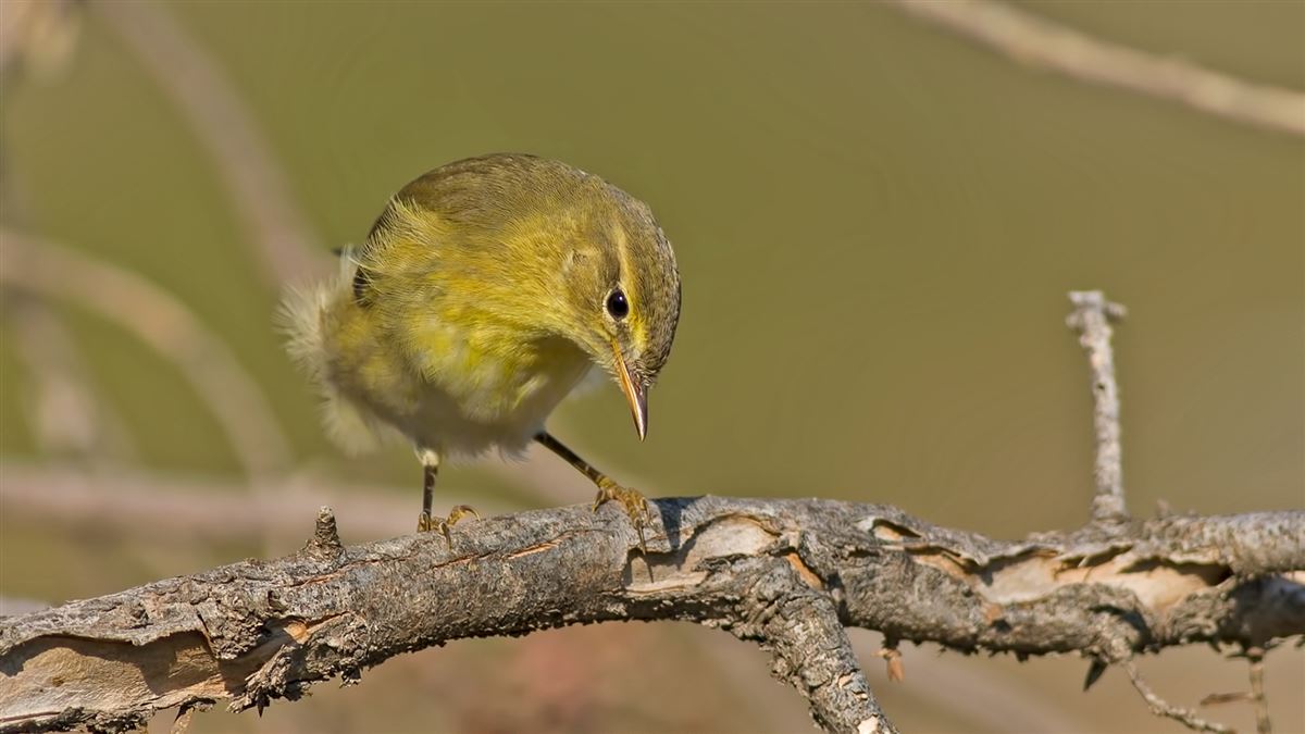 Söğütbülbülü