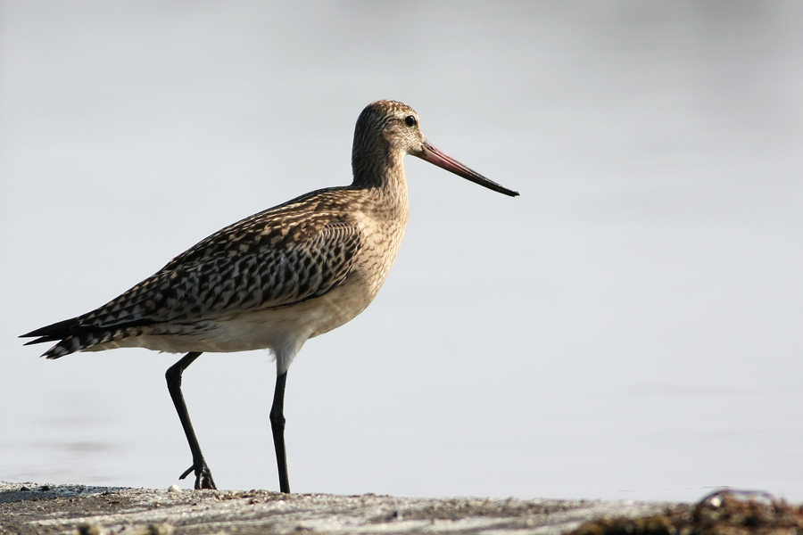 Bar-tailed Godwit