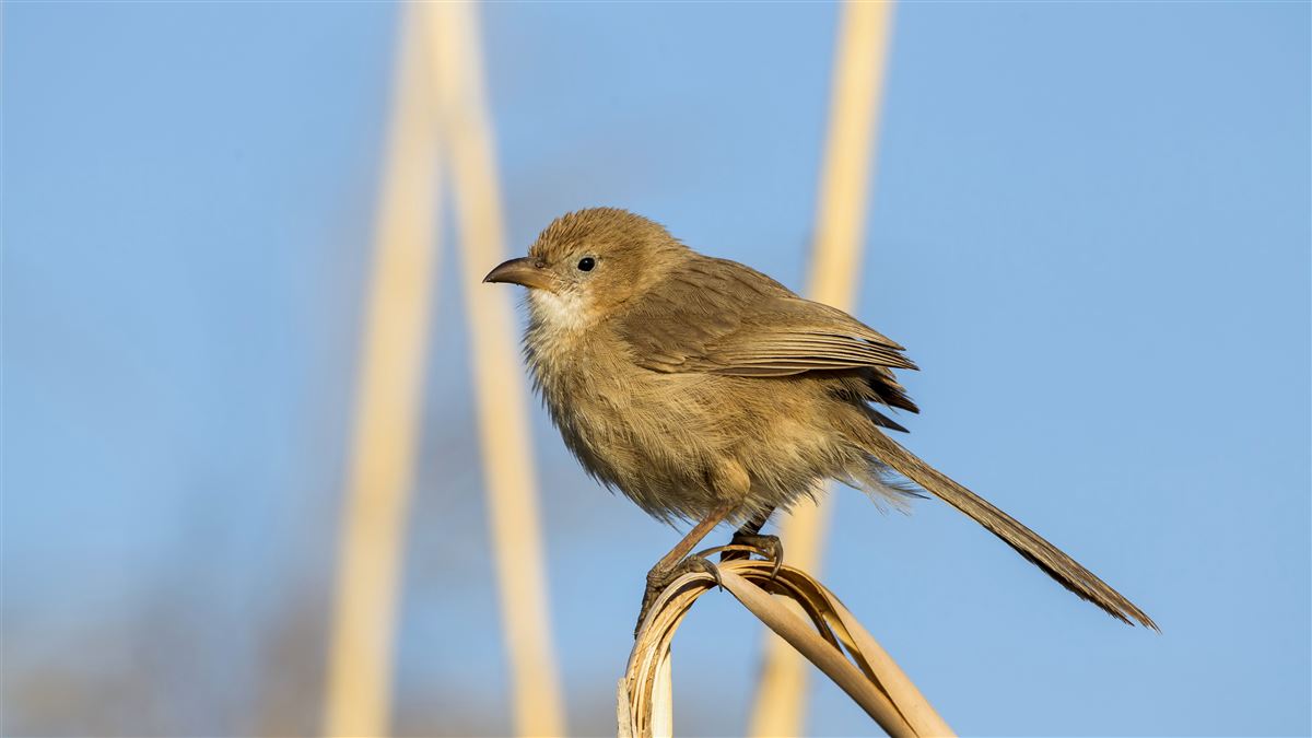 Iraq Babbler