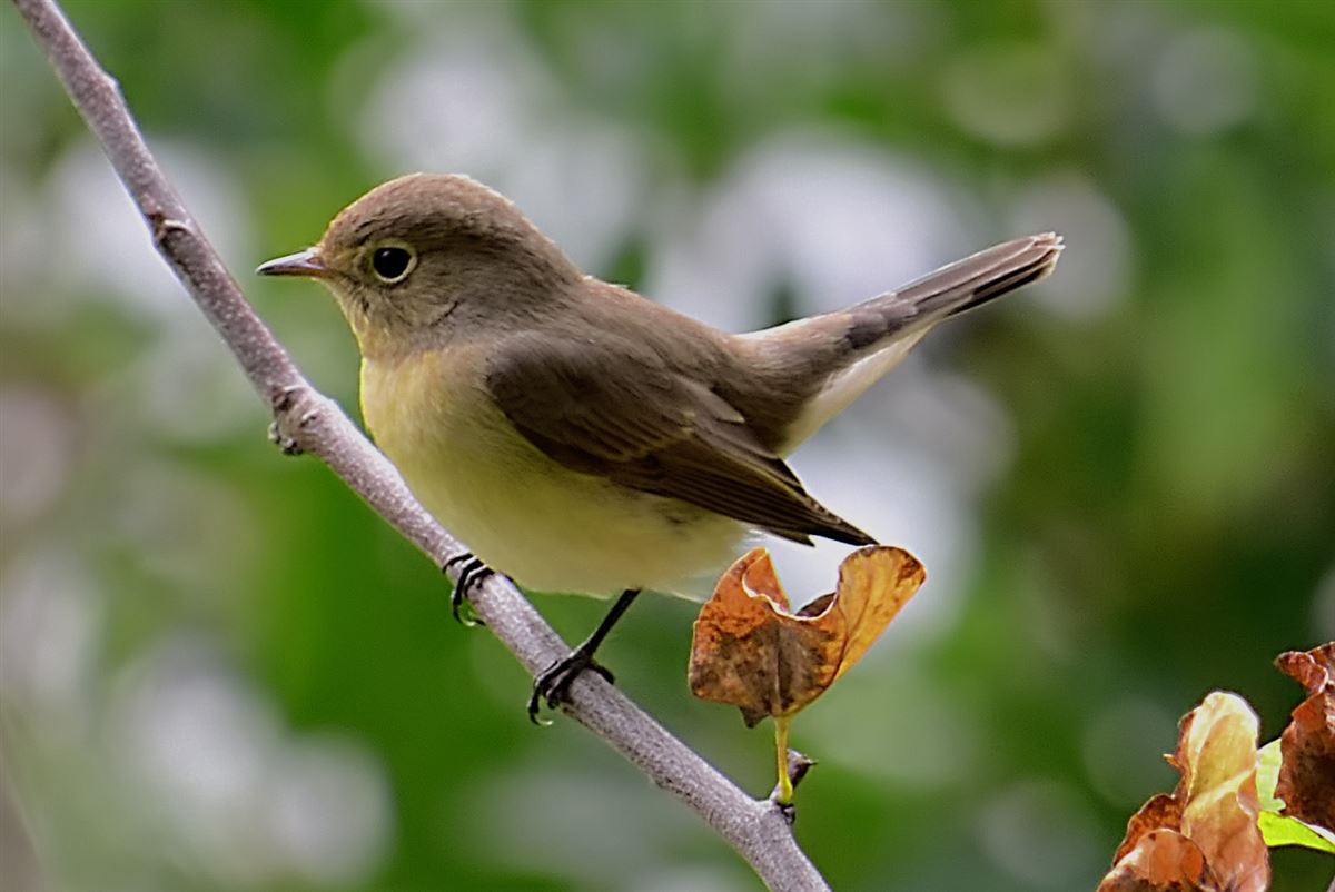 Red-breasted Flycatcher