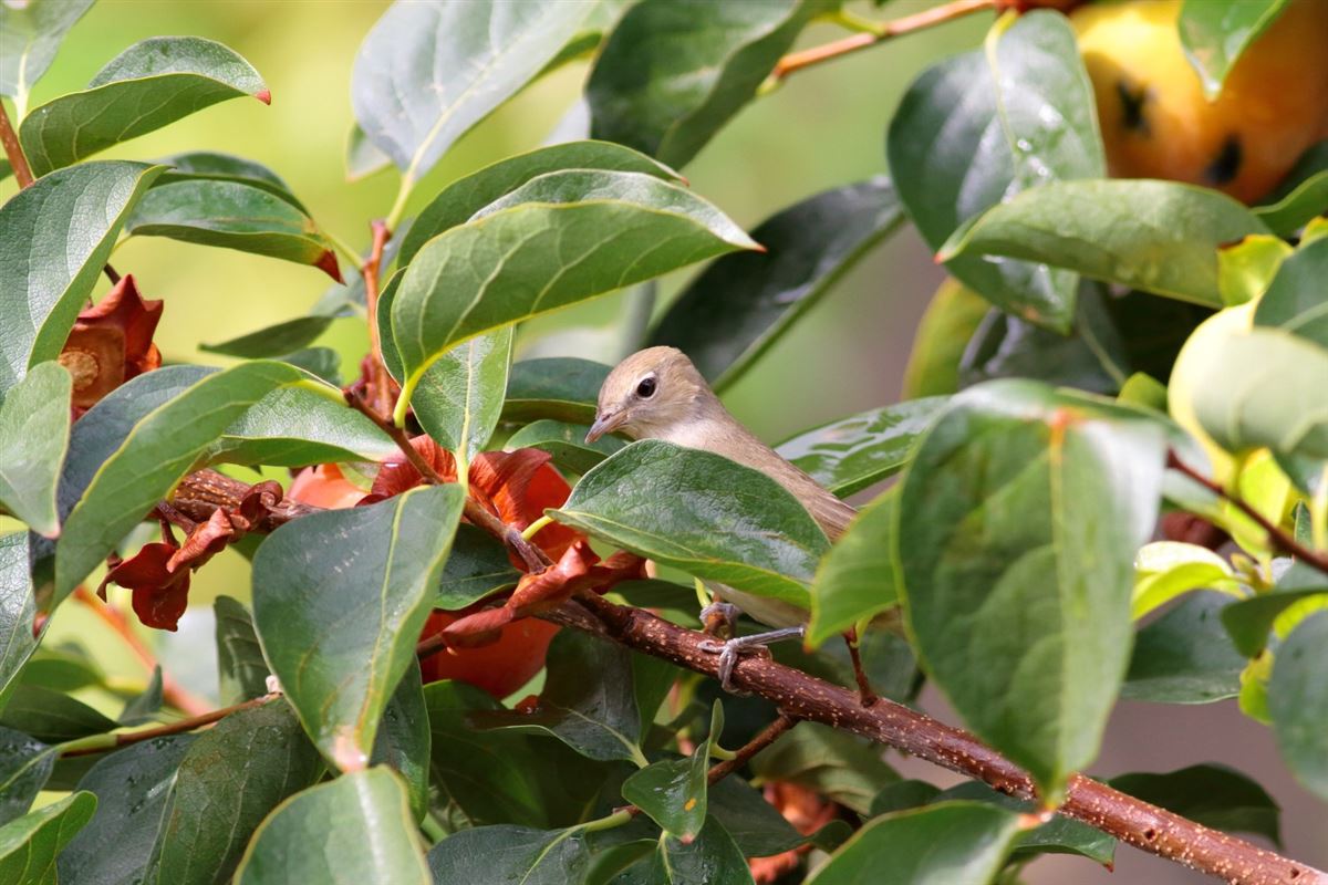 Garden Warbler