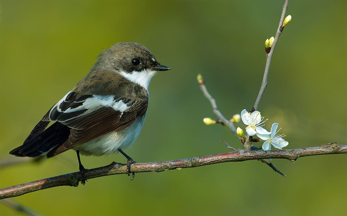 European Pied Flycatcher