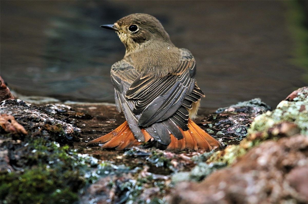 Common Redstart