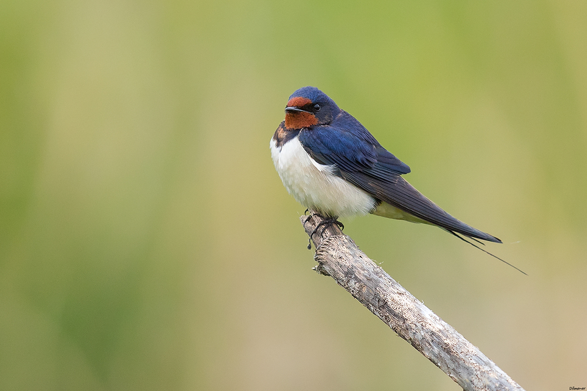 Barn Swallow