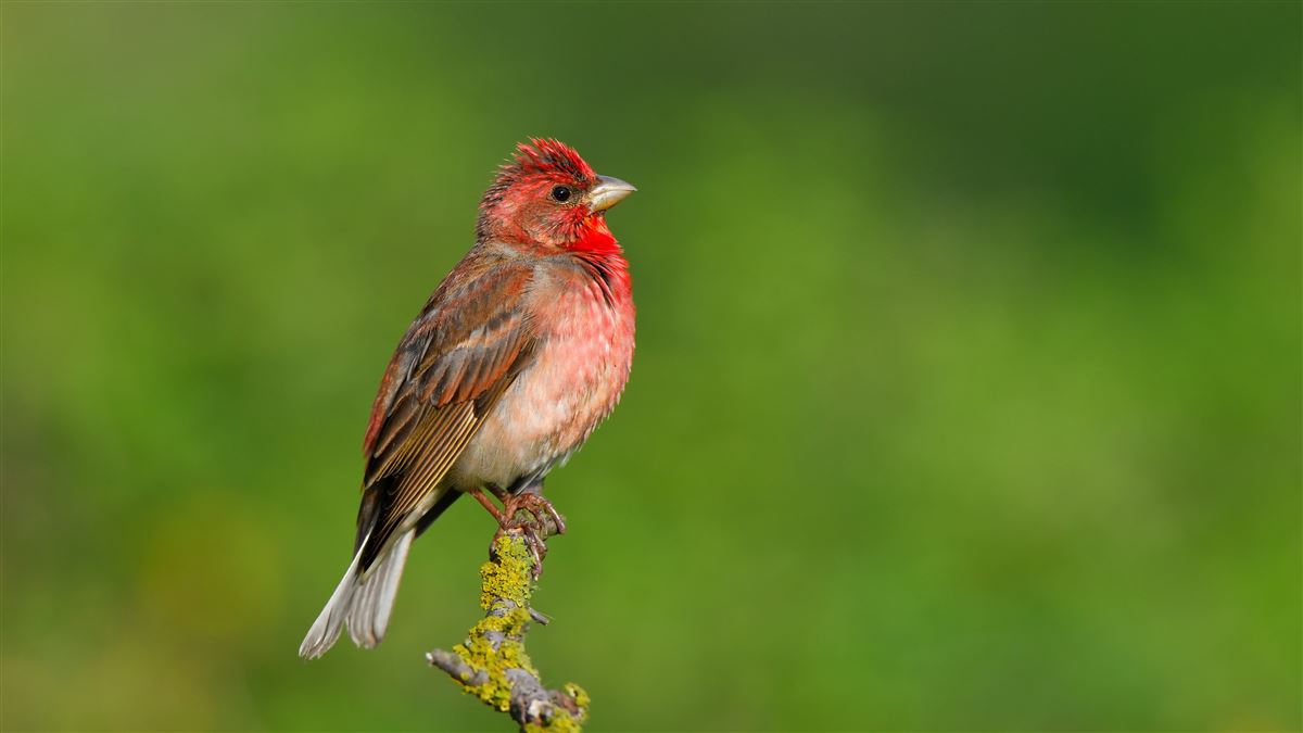 Common Rosefinch