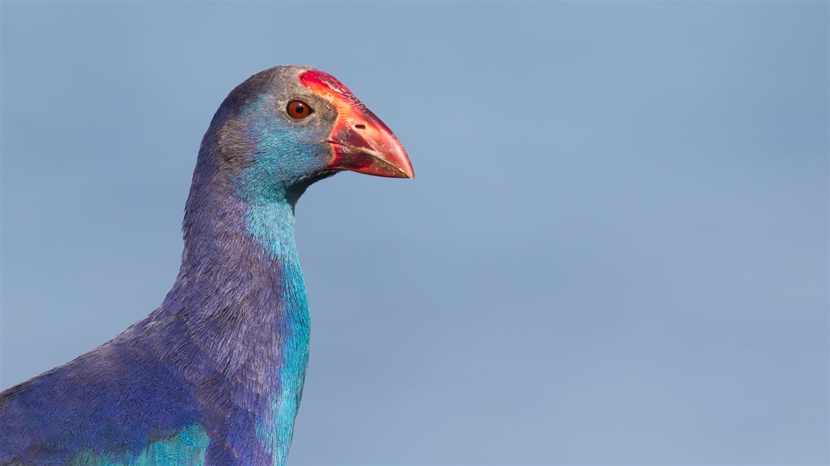 Grey-headed Swamphen