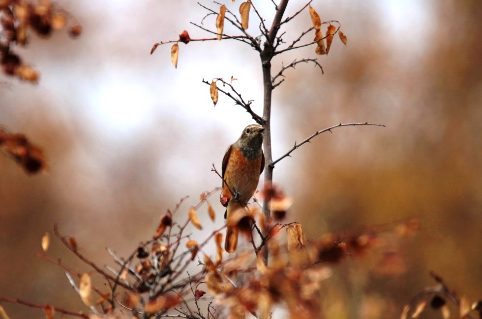 Common Redstart