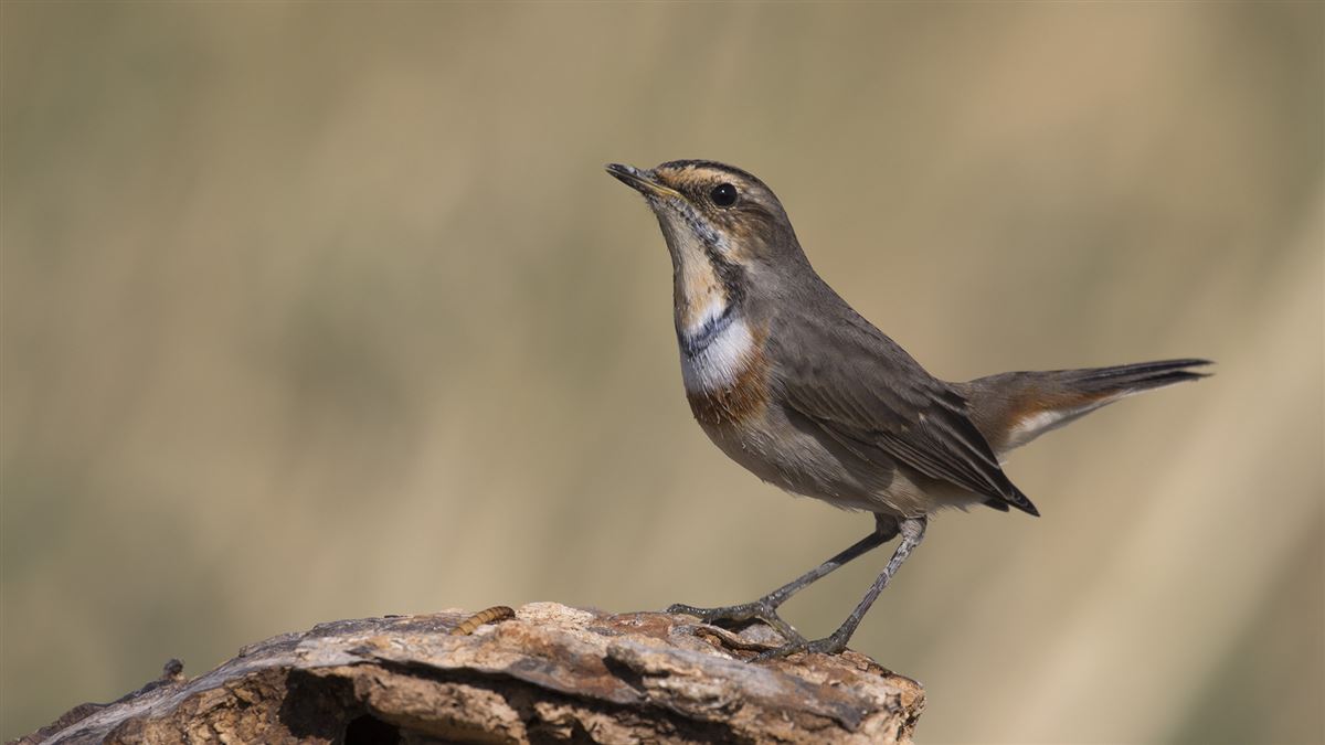 Bluethroat
