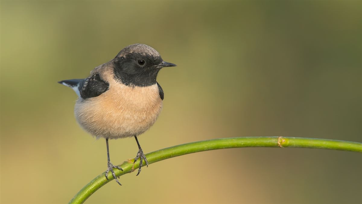 Black-eared Wheatear