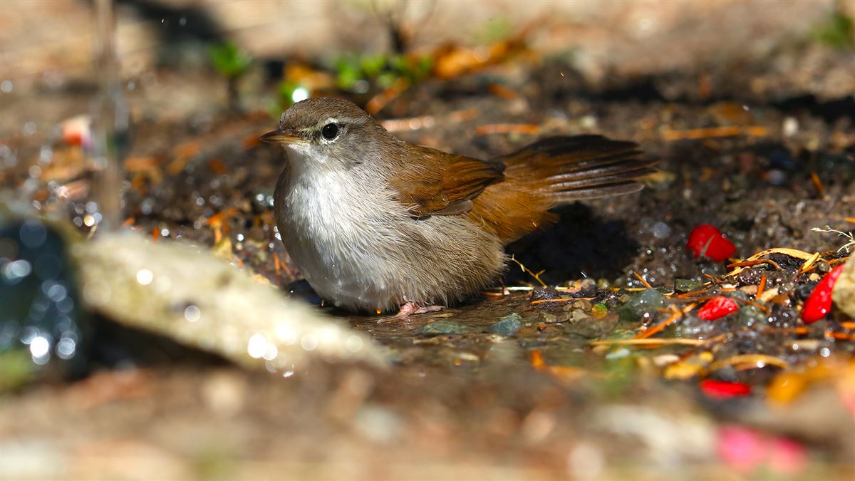 Cetti`s Warbler