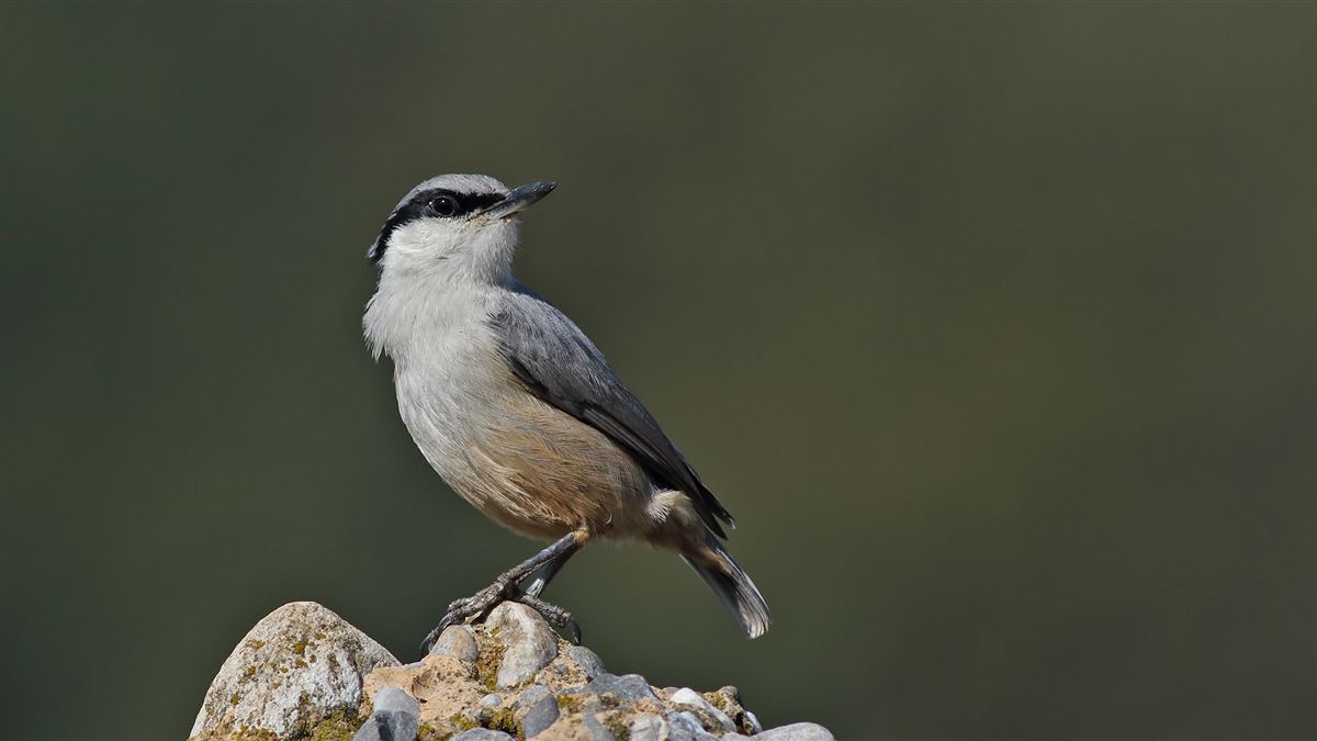 Western Rock Nuthatch