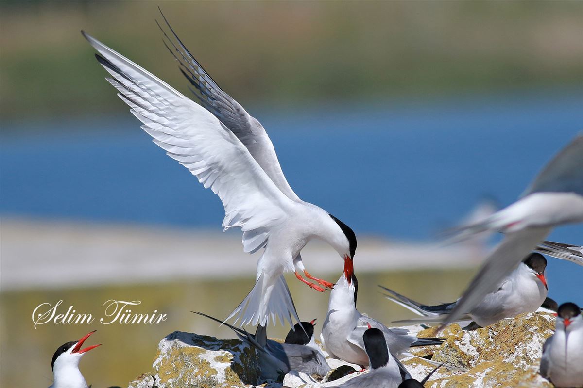 Common Tern