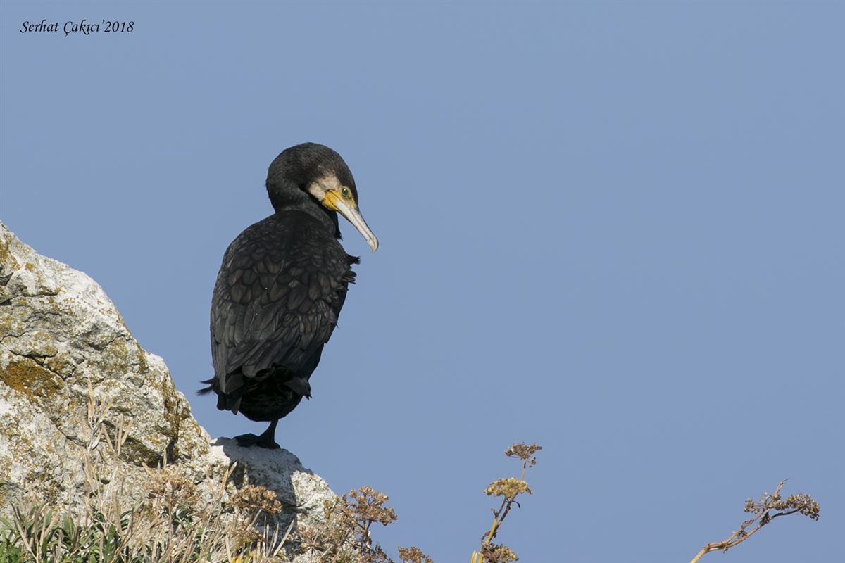 Great Cormorant