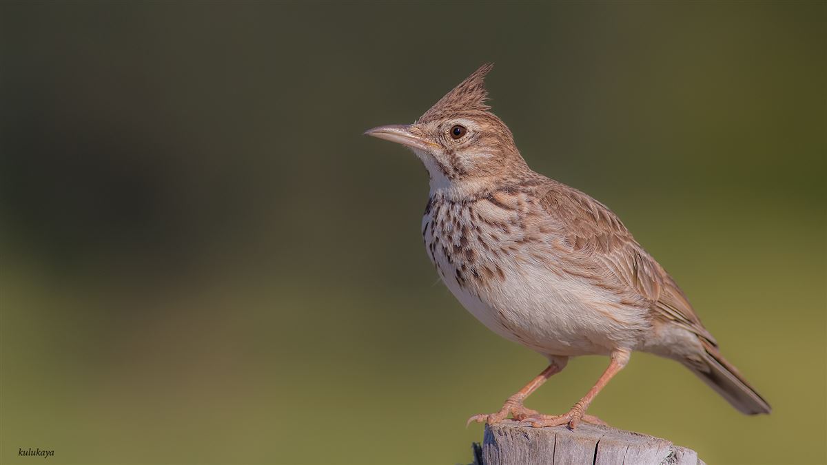 Crested Lark