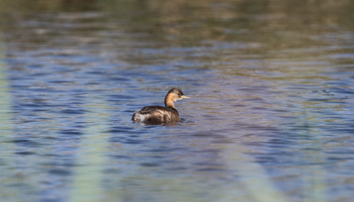 Little Grebe