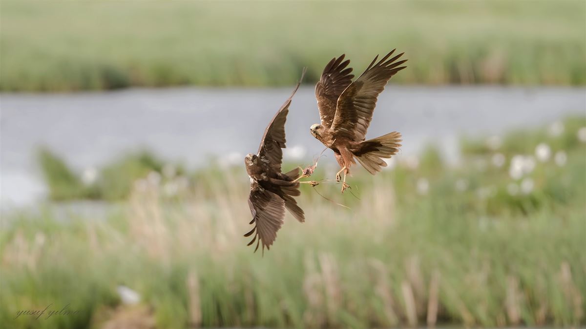 Western Marsh Harrier