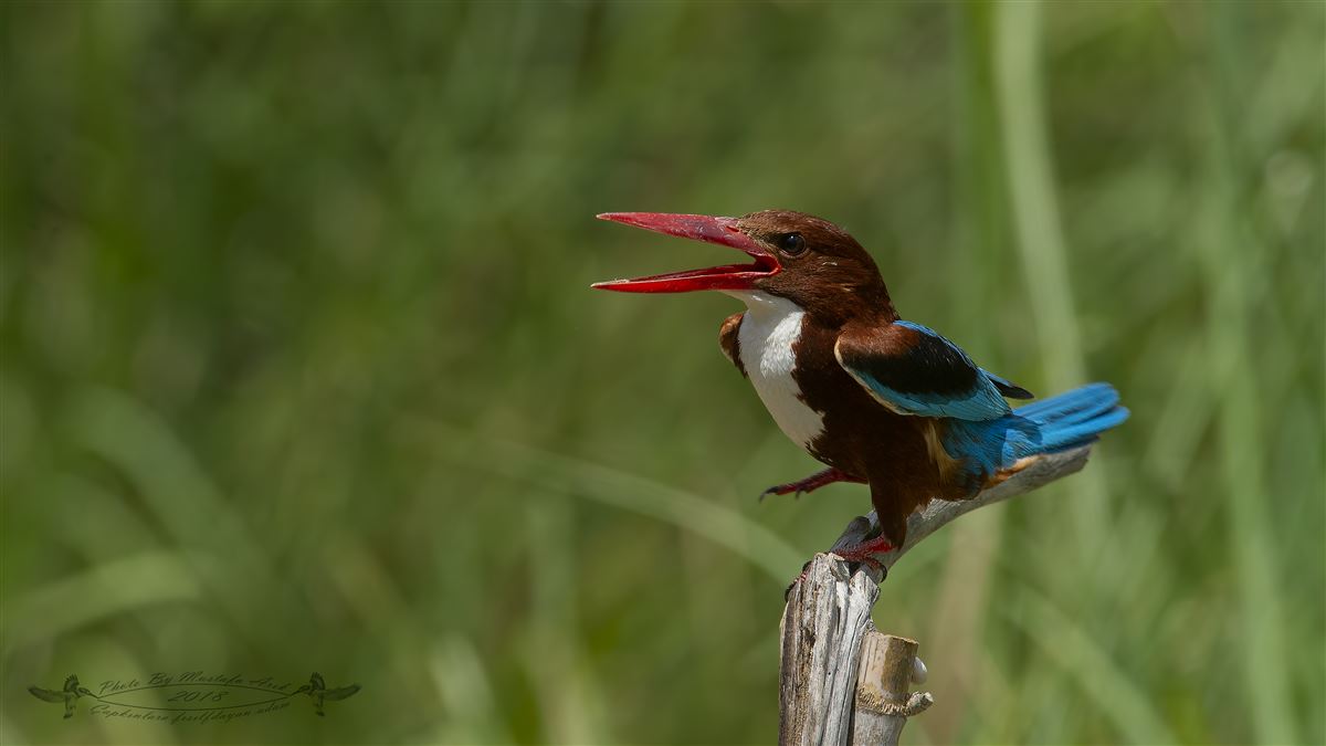 White-throated Kingfisher