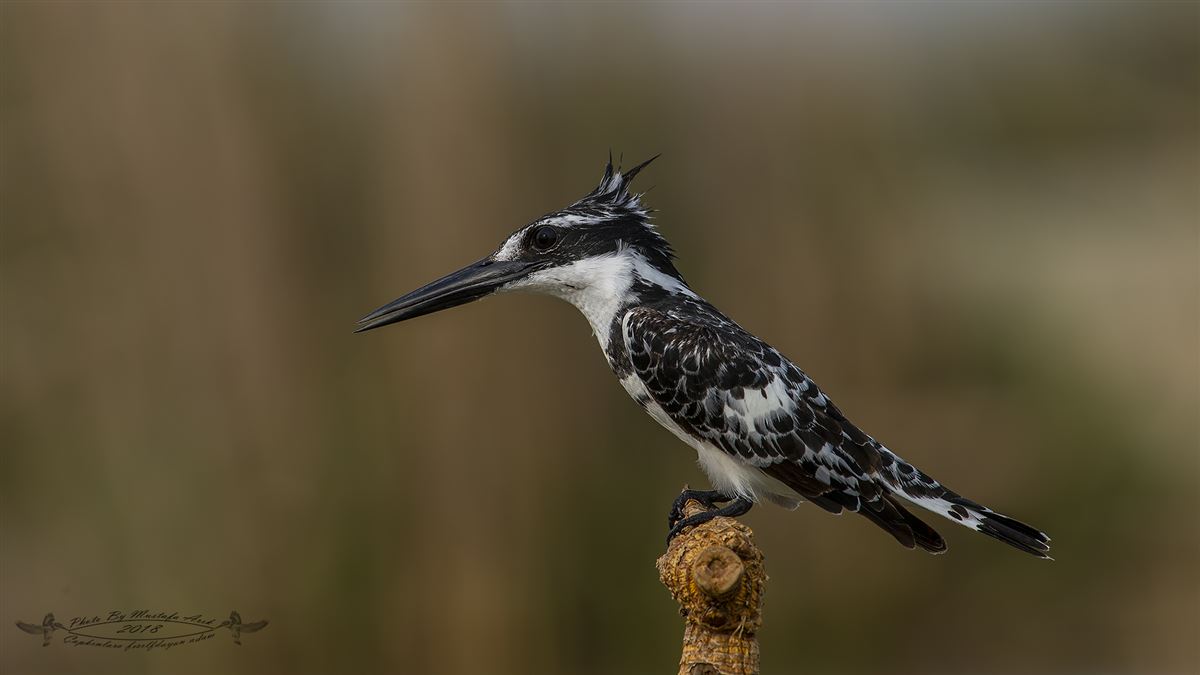 Pied Kingfisher