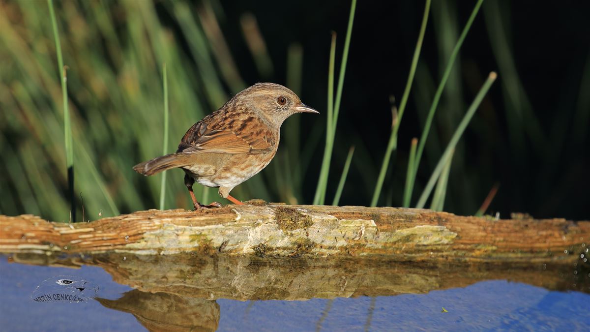 Dunnock