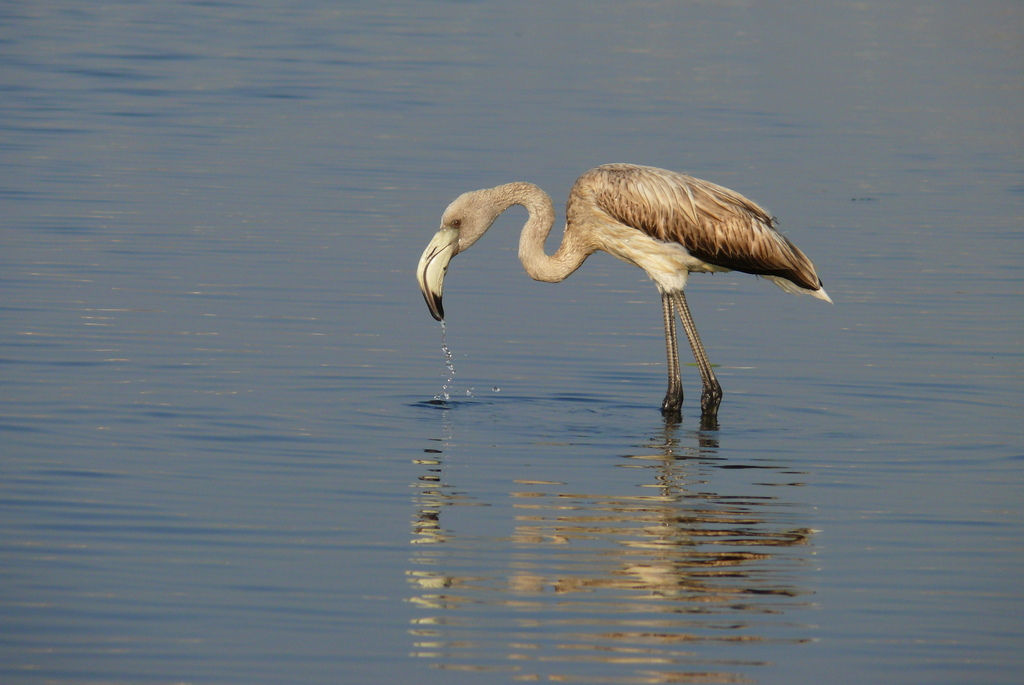 Greater Flamingo