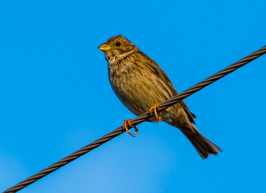 Corn Bunting