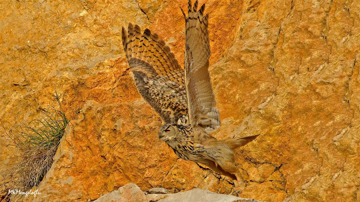 Eurasian Eagle-Owl