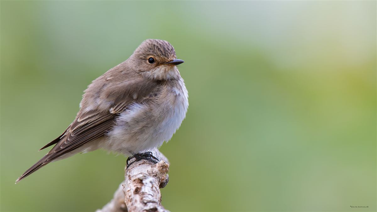 Spotted Flycatcher