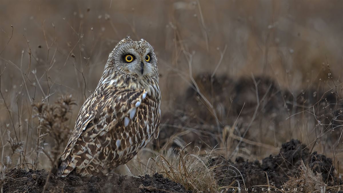 Short-eared Owl