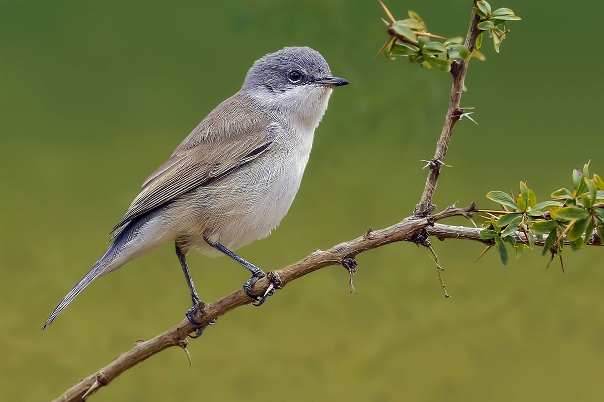 Lesser Whitethroat
