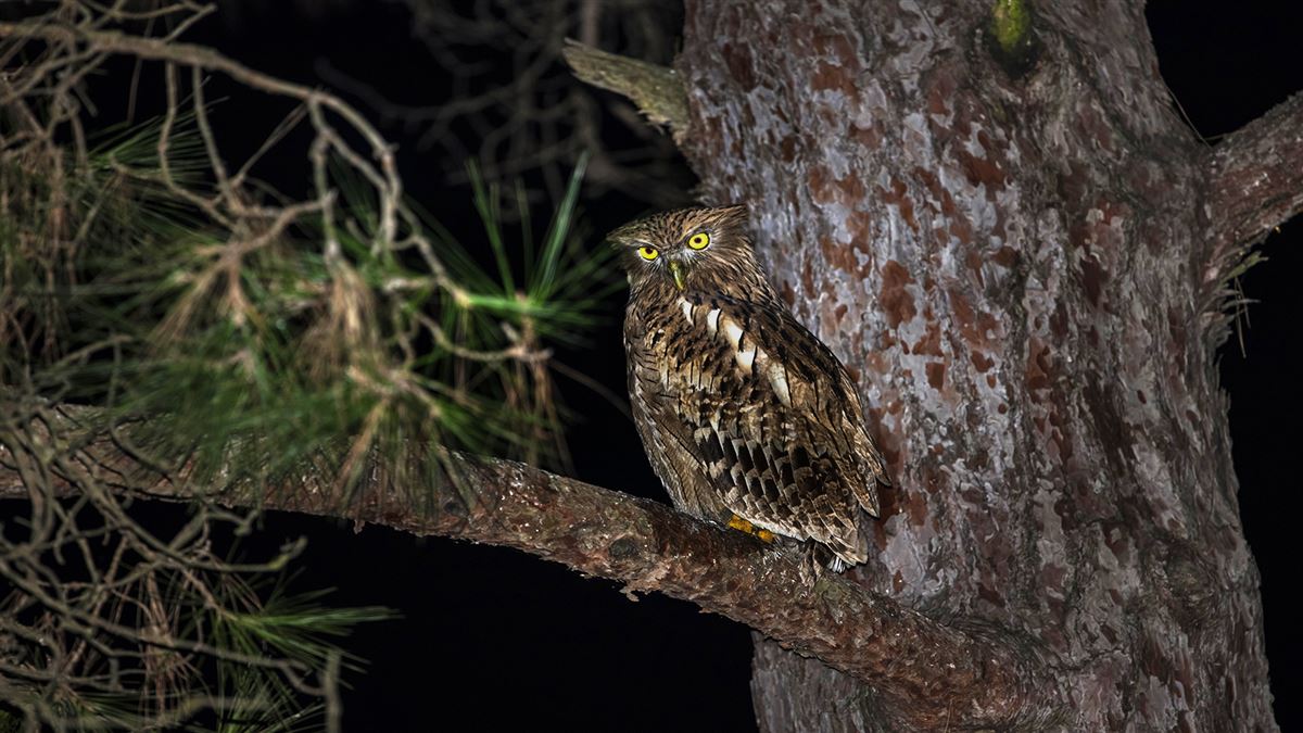 Brown Fish Owl