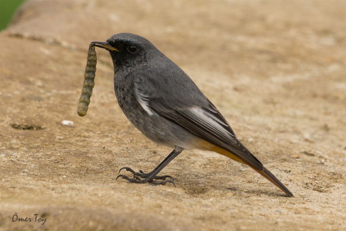 Black Redstart