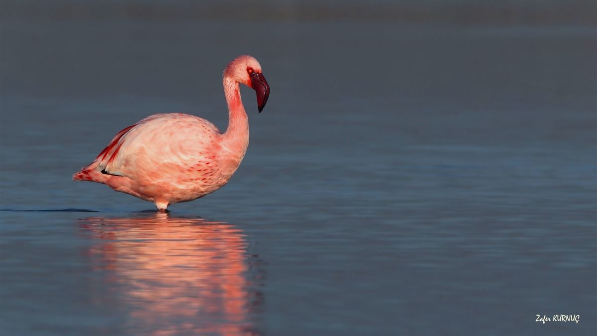 Lesser Flamingo