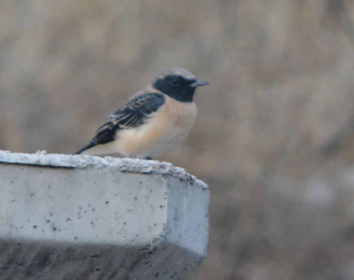 Black-eared Wheatear