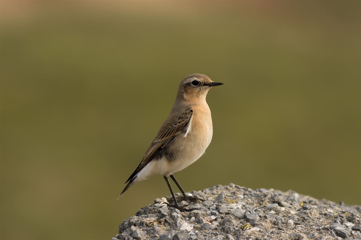 Northern Wheatear