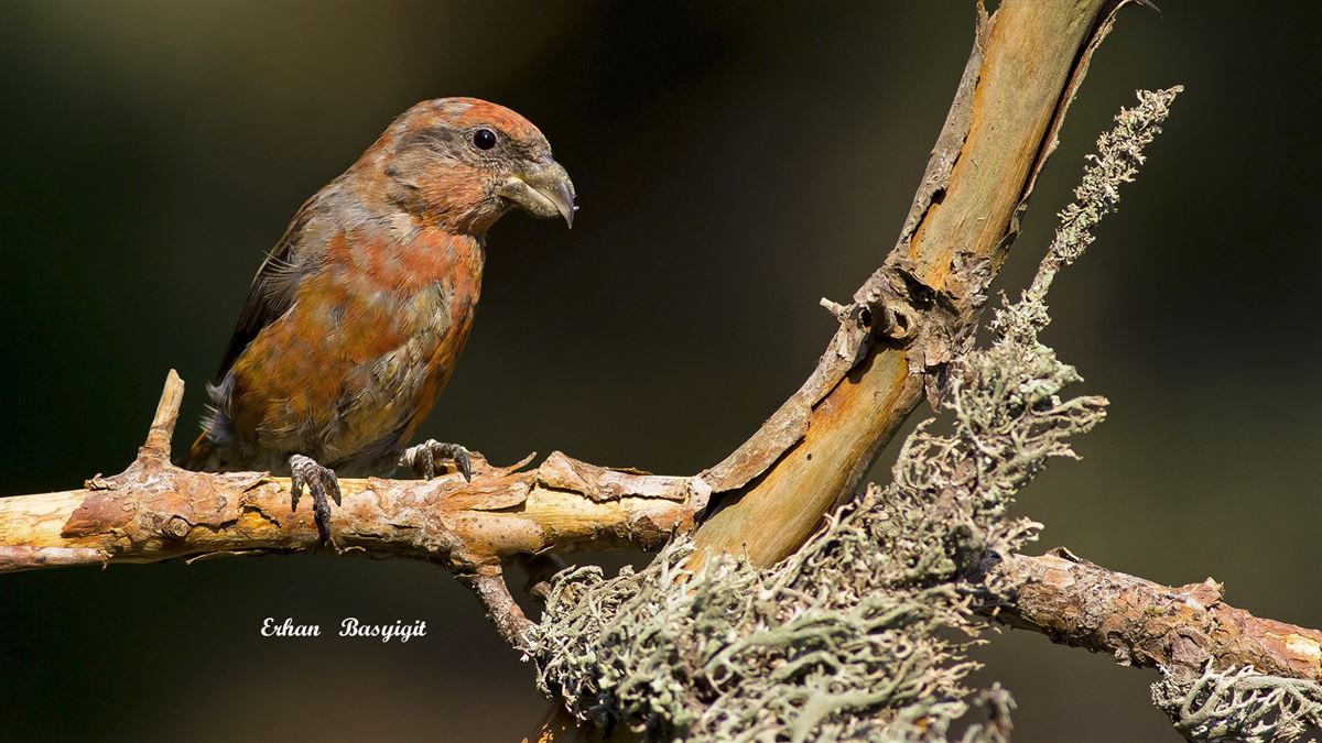 Red Crossbill