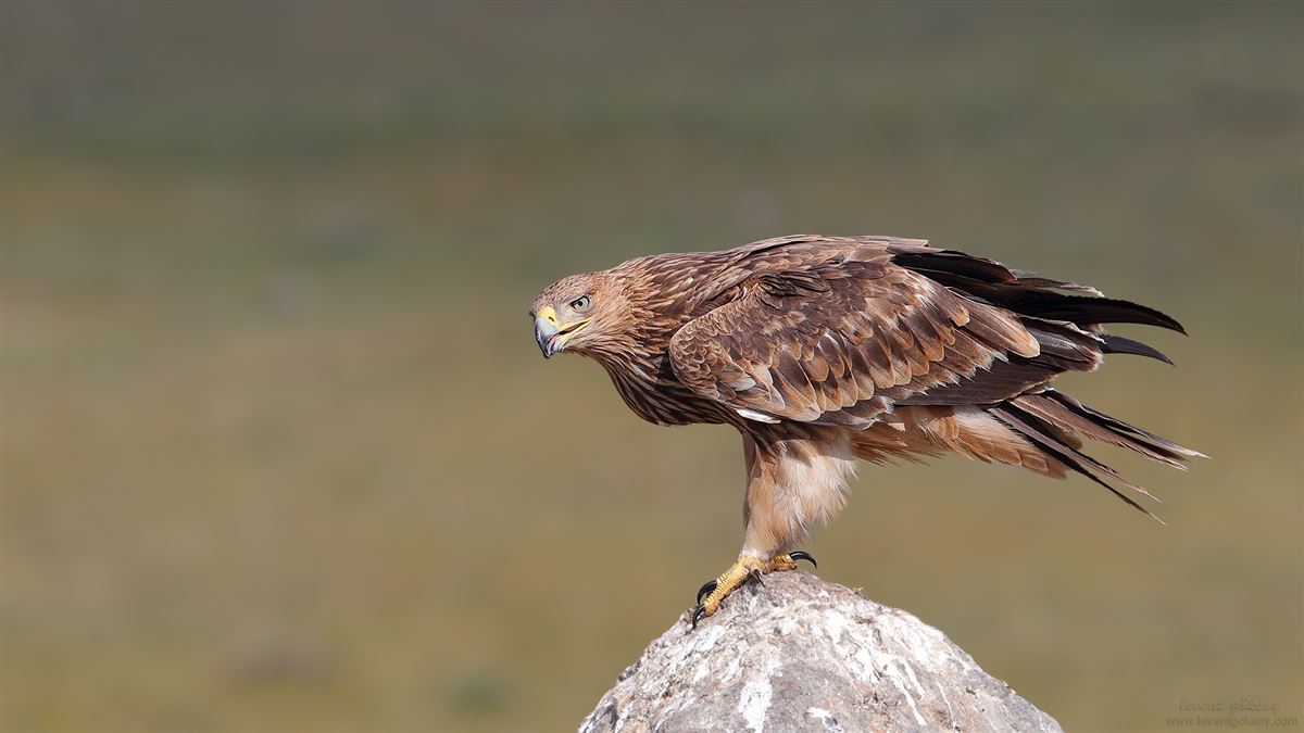 Eastern Imperial Eagle