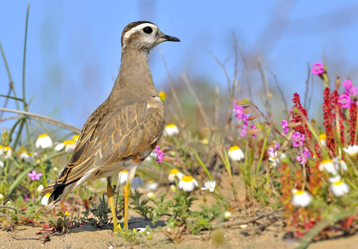 Eurasian Dotterel