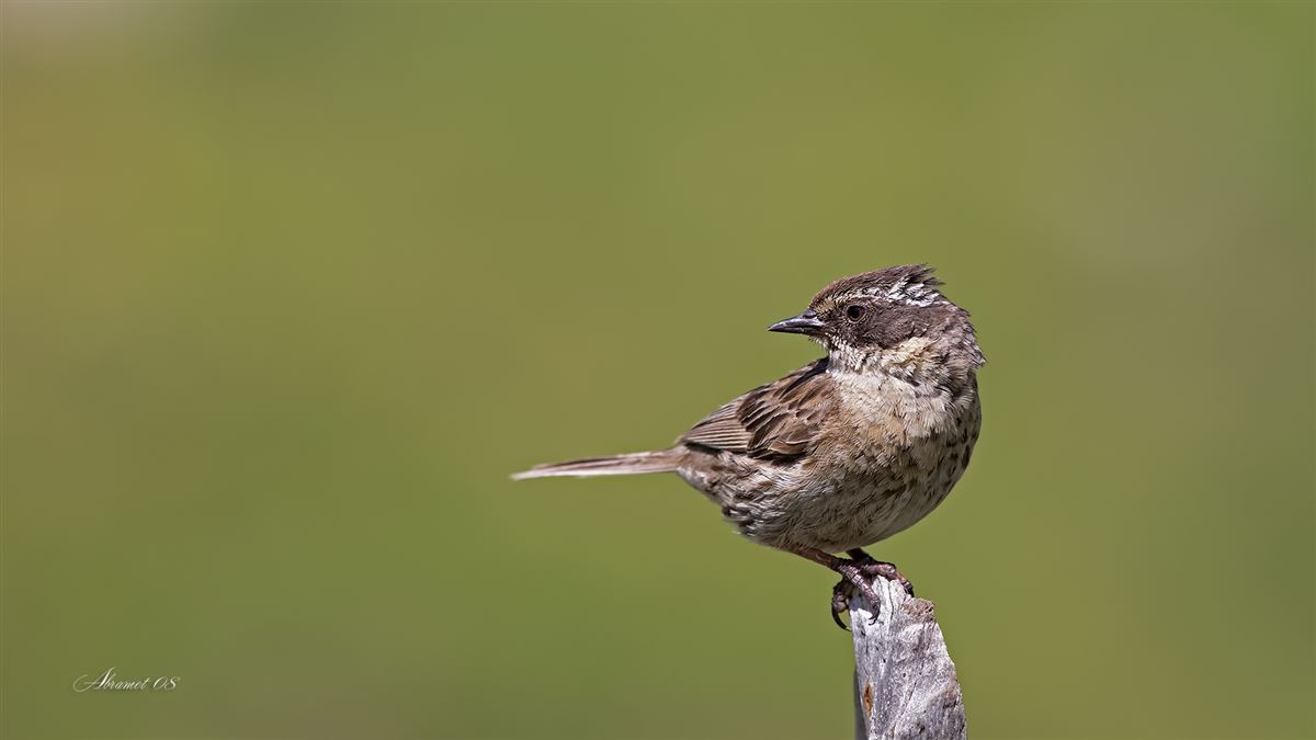 Radde`s Accentor