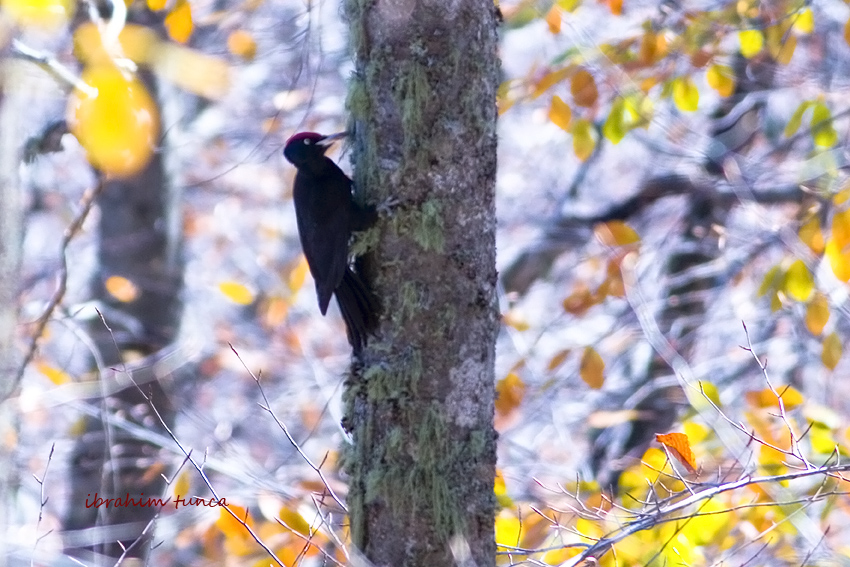 Black Woodpecker