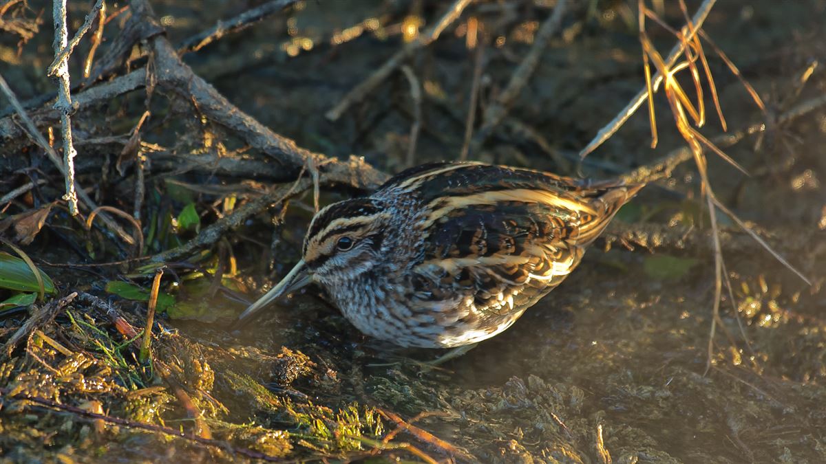 Jack Snipe