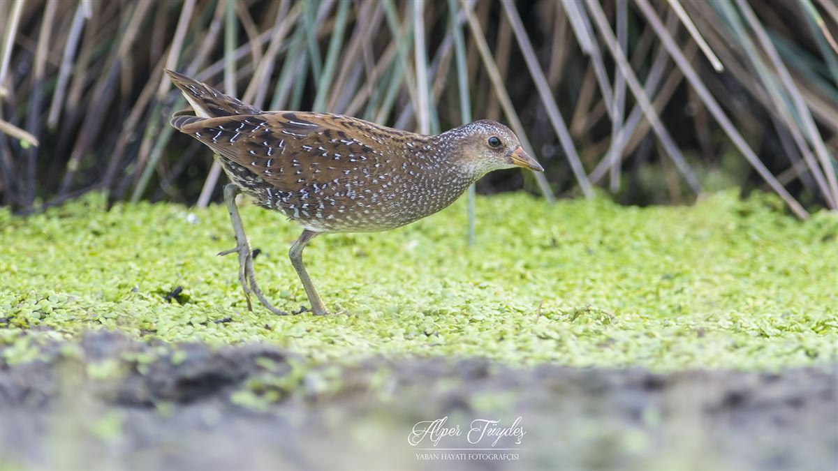 Spotted Crake