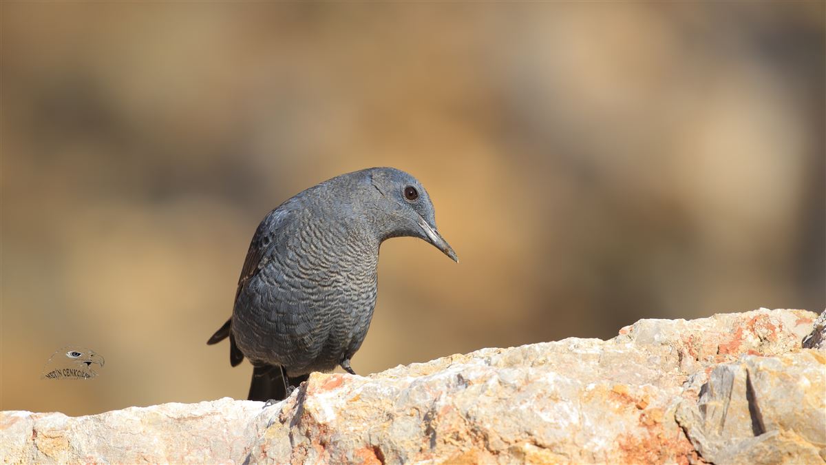 Gökardıç