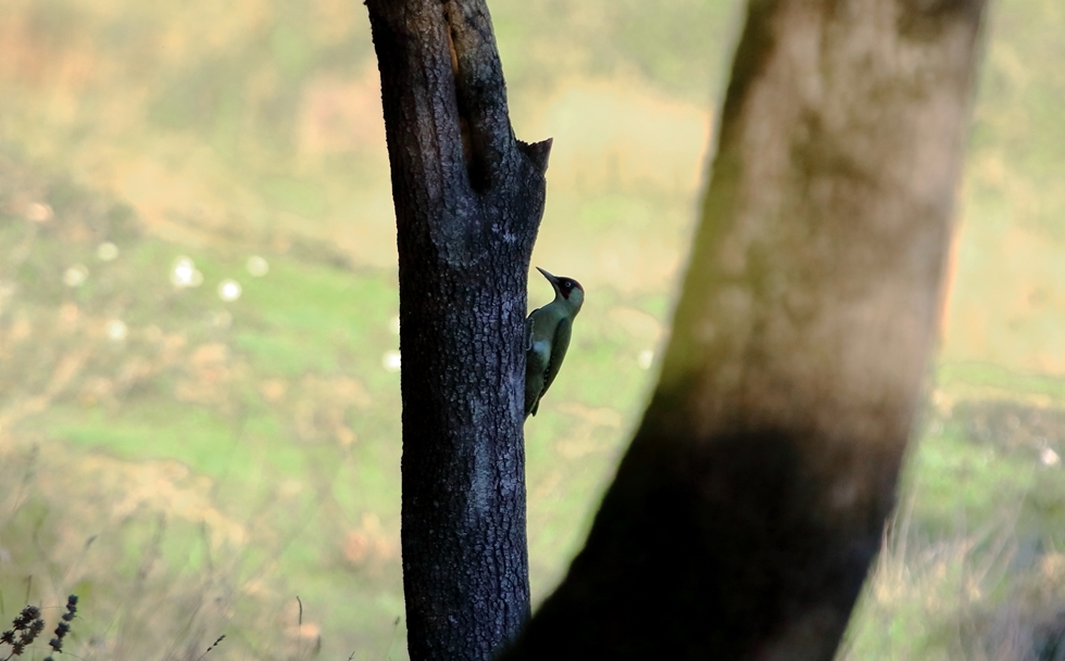 European Green Woodpecker