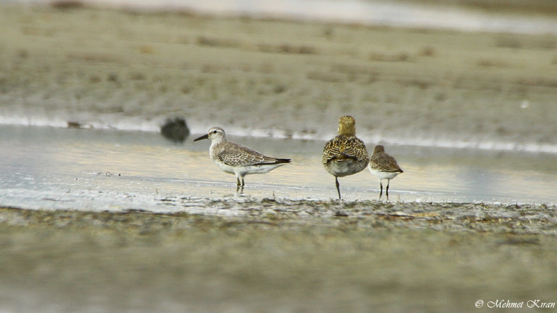 Red Knot