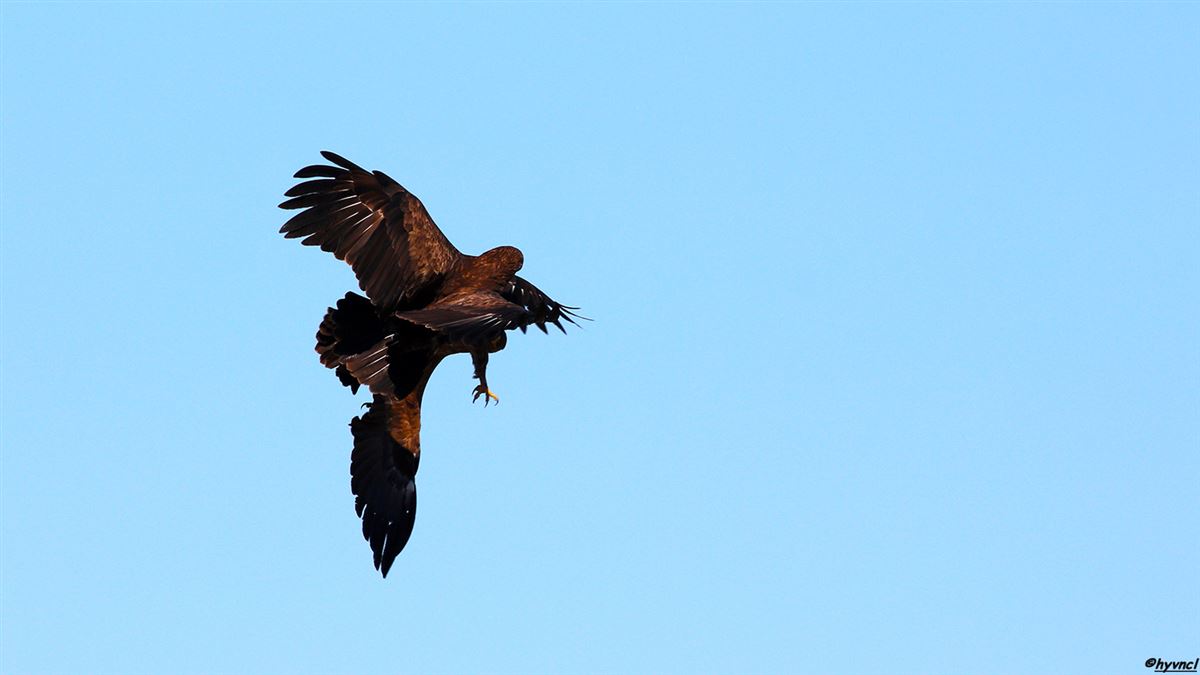Greater Spotted Eagle