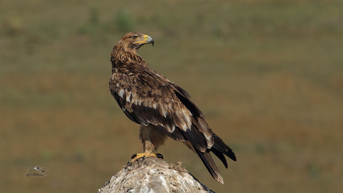 Eastern Imperial Eagle