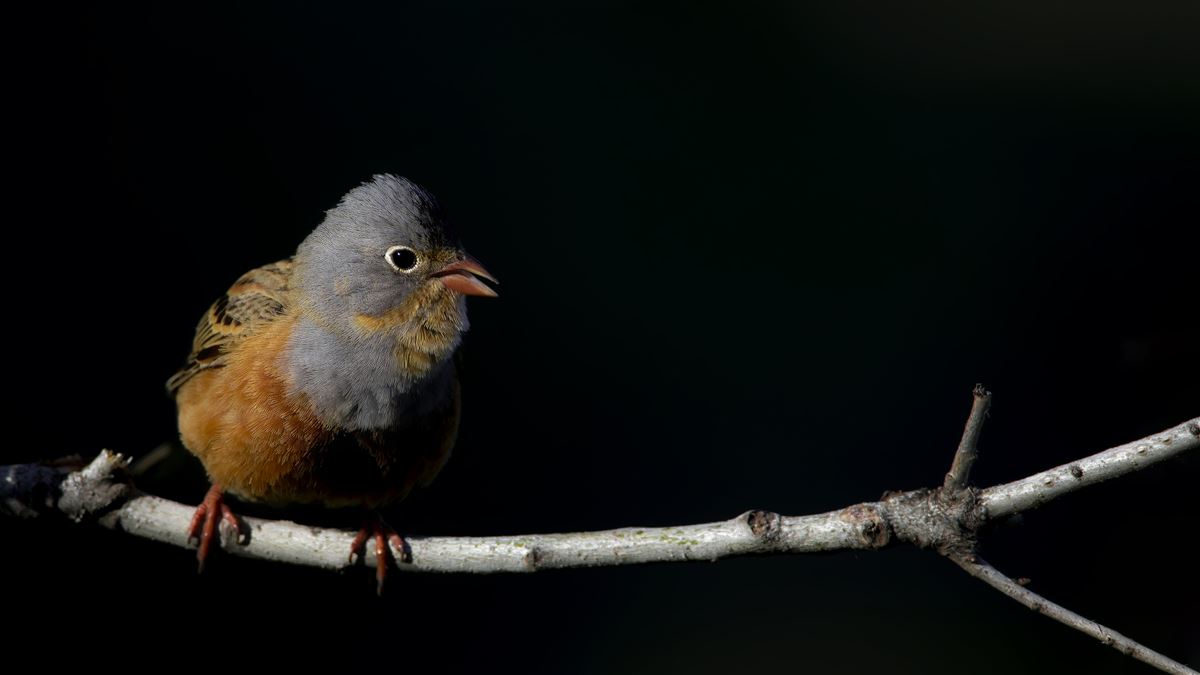 Cretzschmar`s Bunting