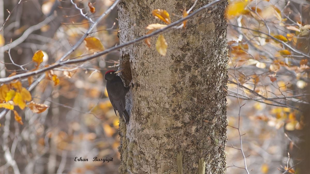 Black Woodpecker