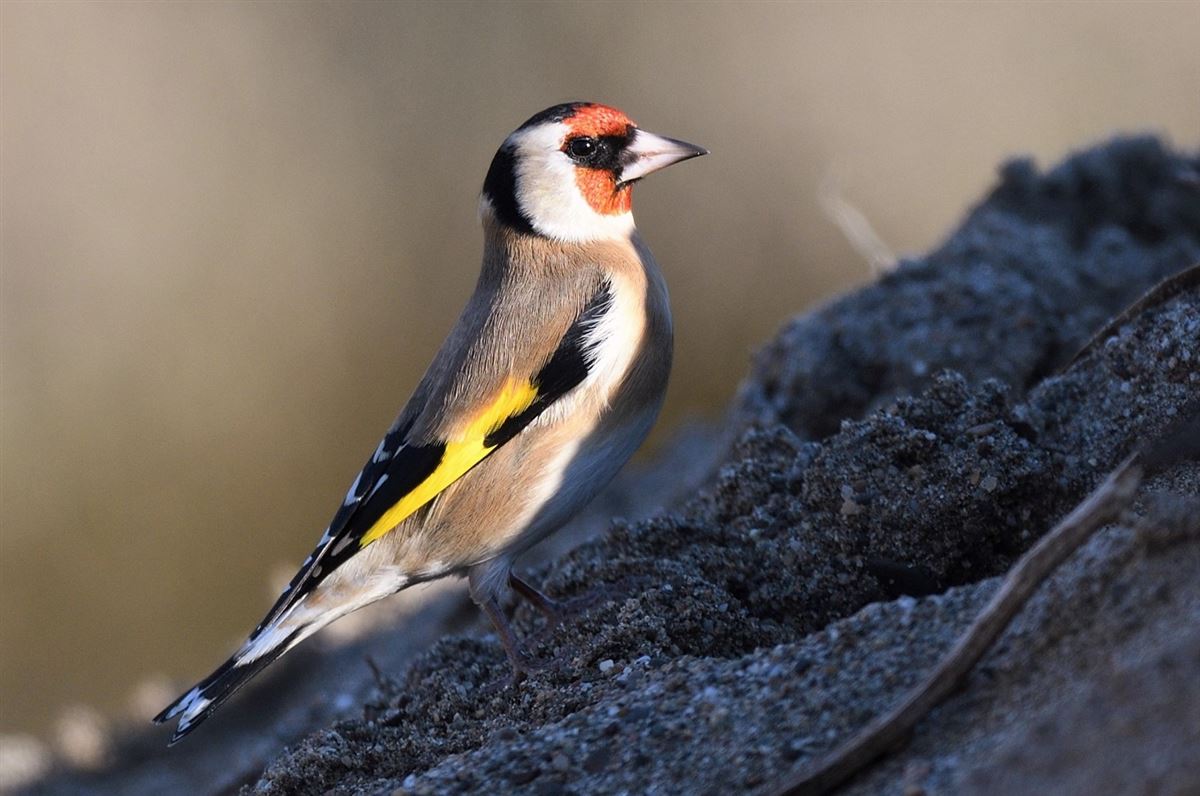 European Goldfinch