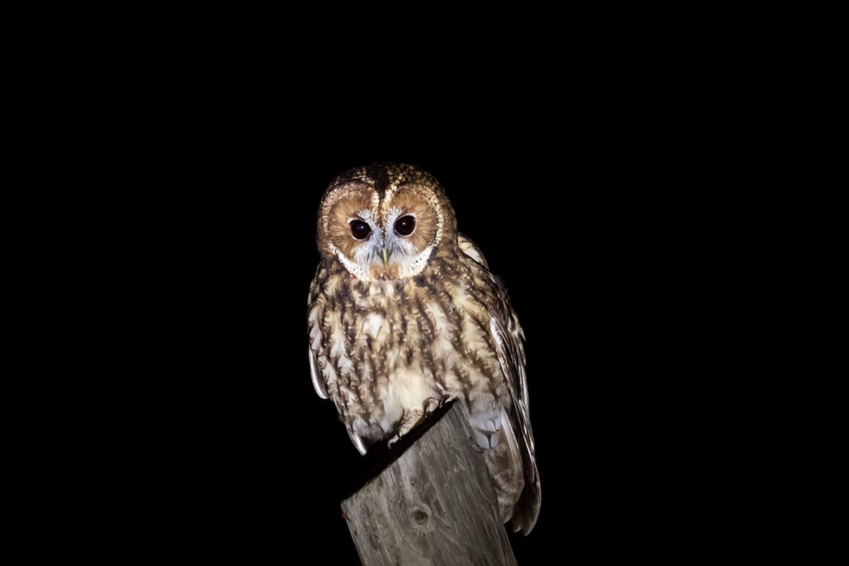 Tawny Owl